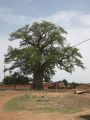 01 le Baobab Sacre de Fada